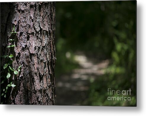 Tree Metal Print featuring the photograph Walk in the Woods by Andrea Silies