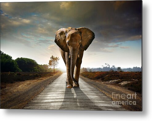 African Metal Print featuring the photograph Walking Elephant by Carlos Caetano