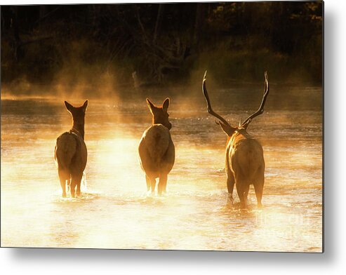 Elk Metal Print featuring the photograph Walking home by Todd Bielby