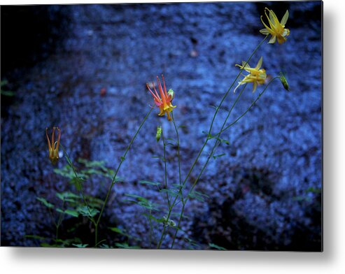 Flowers Metal Print featuring the photograph Wall Flowers by David Chasey