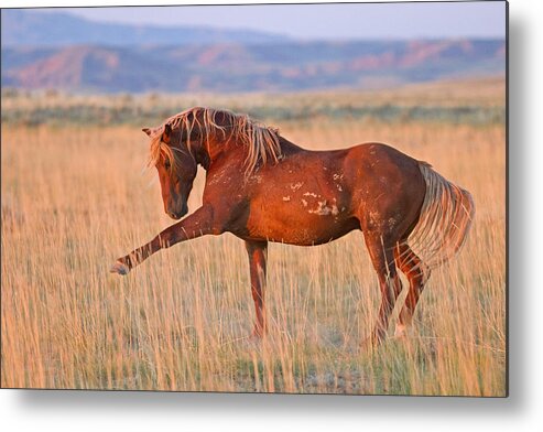 Wild Horse Metal Print featuring the photograph War Horse by Sandy Sisti