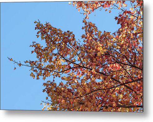 Warm Shimmer Metal Print featuring the photograph Warm Shimmer - by Julie Weber