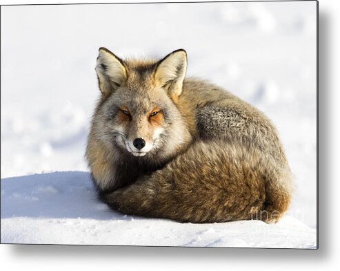 Cross Fox Metal Print featuring the photograph Warm Sun by Aaron Whittemore