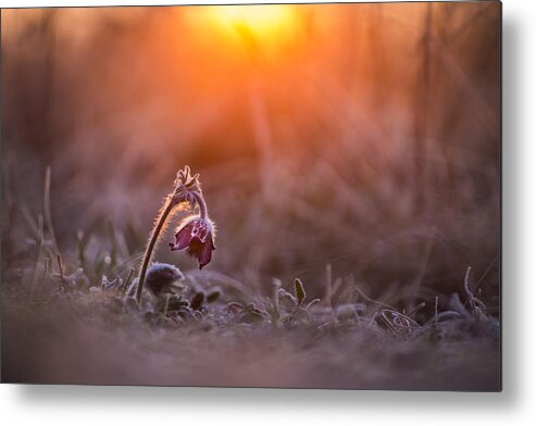 Sunrise Metal Print featuring the photograph Warming up by Davorin Mance