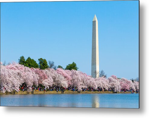 Japanese Flowering Cherry Tree Metal Print featuring the photograph Washington Monument and Cherry Blossoms by SR Green