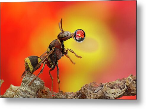 Macro Metal Print featuring the photograph Wasp Blowing Bubble 160605D by Lim Choo How