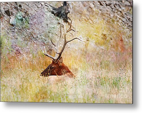 Elk Metal Print featuring the photograph Watchful eye by Robert Pearson