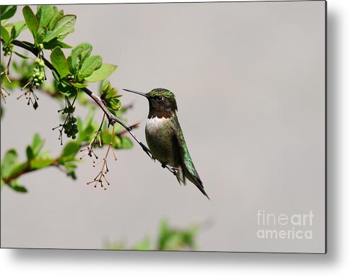 Hummingbird Metal Print featuring the photograph Watchful Male Hummer by Sandra Updyke