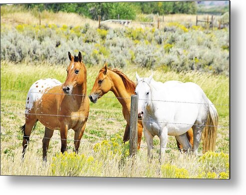 Horses Metal Print featuring the photograph Watchful by Merle Grenz