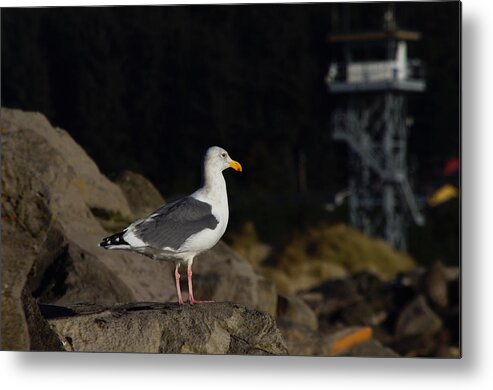 Adria Trail Metal Print featuring the photograph Watching by Adria Trail