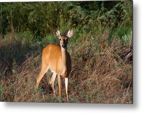 Animals Metal Print featuring the photograph Watching Me Closely by Monte Stevens