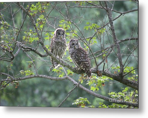 Owl Metal Print featuring the photograph Watching by Reva Dow