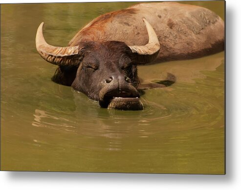 Water Buffalo Metal Print featuring the photograph Water Buffalo Sleeping by Flees Photos