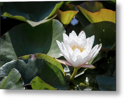 California Metal Print featuring the photograph Water Lily by Adam Rainoff