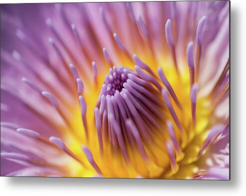 Water Lily Metal Print featuring the photograph Water Lily by MindGourmet