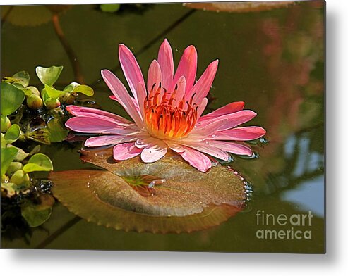 Water Metal Print featuring the photograph Water Lily by Nicola Fiscarelli
