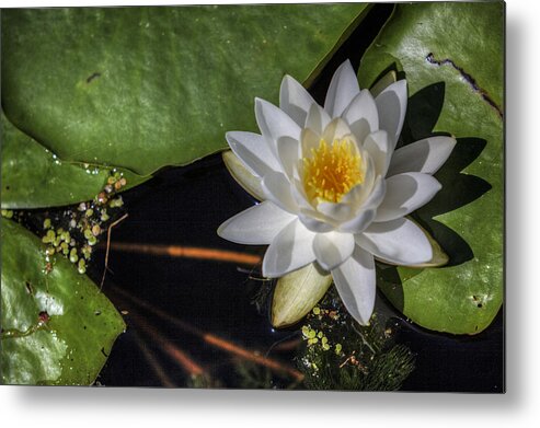 Lake Metal Print featuring the photograph Water Lily by Steve Gravano