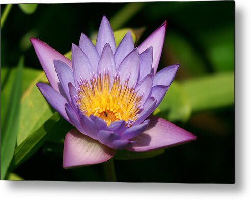 Water Lily Metal Print featuring the photograph Water Lily by Yuri Peress