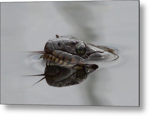 Snake Metal Print featuring the photograph Water Snake And Hitchhiker by Bruce J Robinson