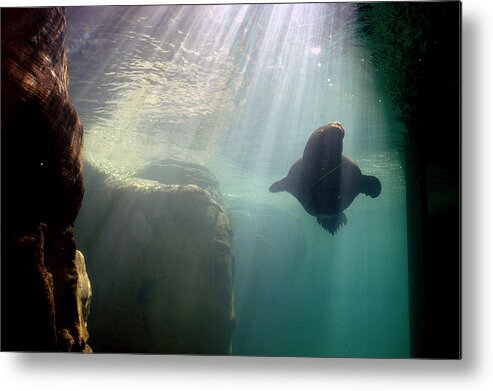 Memphis Zoo Metal Print featuring the photograph Water World by DArcy Evans