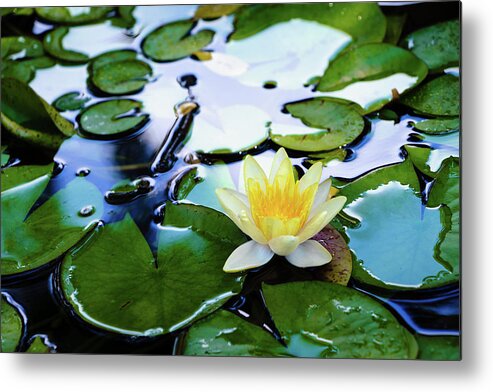 Bloom Metal Print featuring the photograph Waterlilly on Blue Pond by Robert FERD Frank