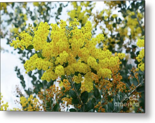 Photography Metal Print featuring the photograph Wattle Against Winter Sky by Kaye Menner by Kaye Menner