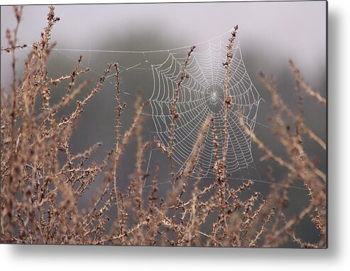 Spider Web Metal Print featuring the photograph Web of Diamonds by Robin Street-Morris