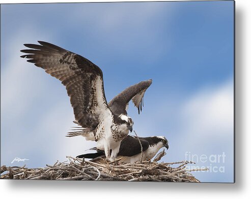 Osprey Metal Print featuring the photograph Welcome Home by Bon and Jim Fillpot