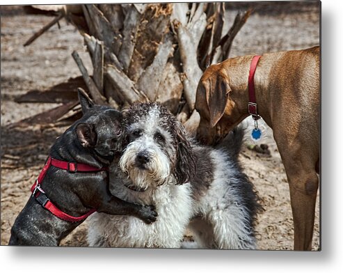 Dogs Metal Print featuring the photograph Welcome Wagon by Bill Linhares