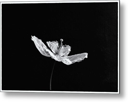 Poppy Metal Print featuring the photograph Welsh Poppy Monochrome by Jeff Townsend