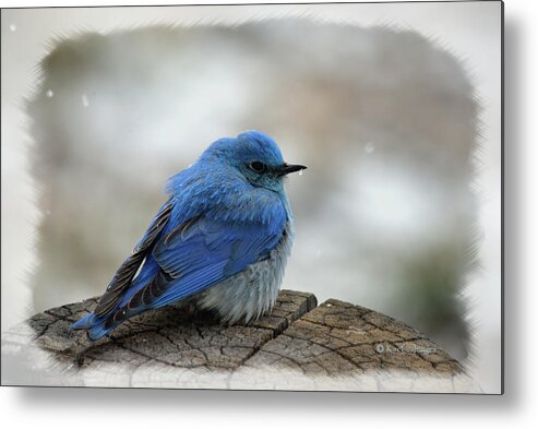 Western Bluebird Metal Print featuring the photograph Mountain Bluebird on Cold Day by Kae Cheatham