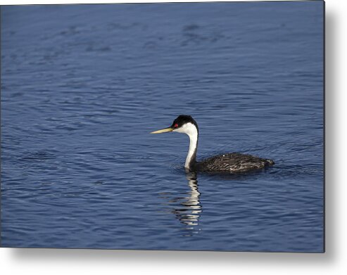 Western Metal Print featuring the photograph Western Grebe in late afternoon light by David Watkins