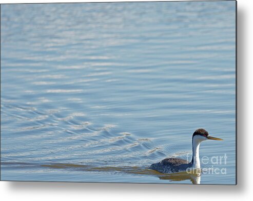 Western Grebe Metal Print featuring the photograph Western Grebe by Natural Focal Point Photography