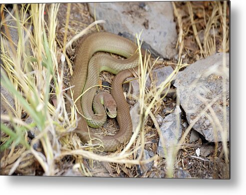 Western Yellow Bellied Racer Metal Print featuring the photograph Western Yellow-bellied Racer, Coluber constrictor by Breck Bartholomew
