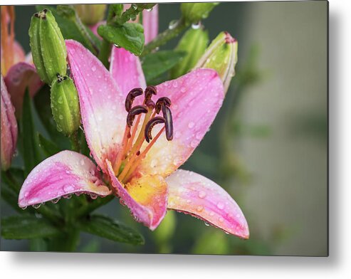 Lily Metal Print featuring the photograph Wet Lily 2017-1 by Thomas Young