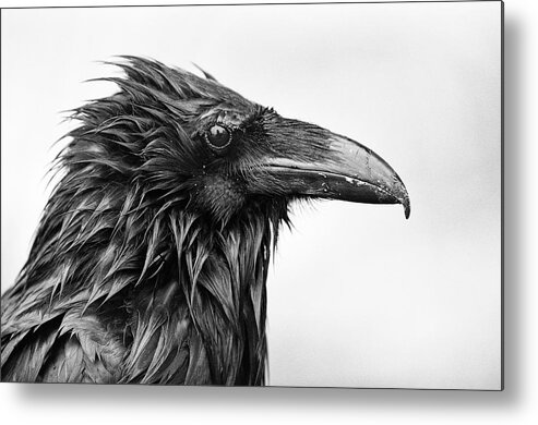 Common Raven Metal Print featuring the photograph Wet Raven by Max Waugh