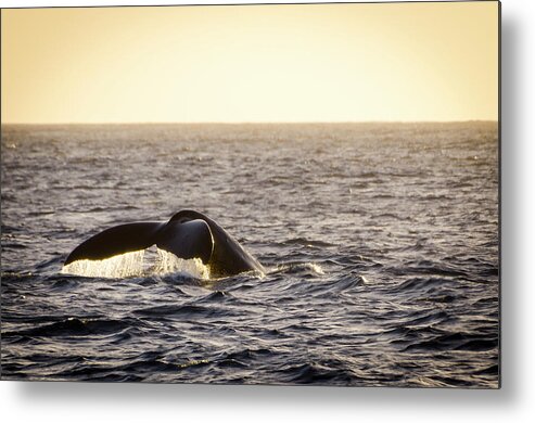 Animals Metal Print featuring the photograph Whale Fluke by Daniel Murphy