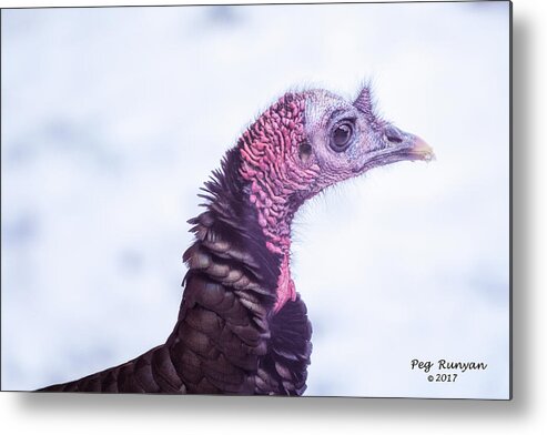 Turkey Metal Print featuring the photograph What a Face by Peg Runyan