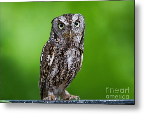 What A Hoot Metal Print featuring the photograph What a Hoot by Gary Holmes