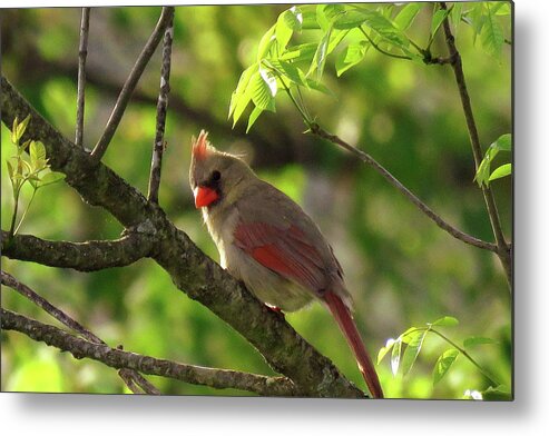 Cardinal Metal Print featuring the photograph What's That Noise by Mike Flake