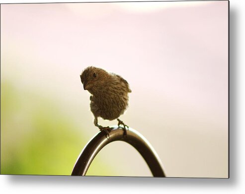 Female House Finch Metal Print featuring the photograph Whats Up House Finch by Colleen Cornelius