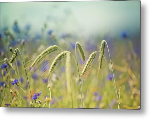 Wheat Metal Print featuring the photograph Wheat And Corn Flowers by Nailia Schwarz