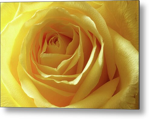Rose Metal Print featuring the photograph When I Think Of You by Mike Eingle
