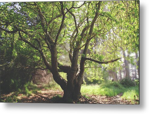 Moss Beach Metal Print featuring the photograph When You Need Shelter by Laurie Search