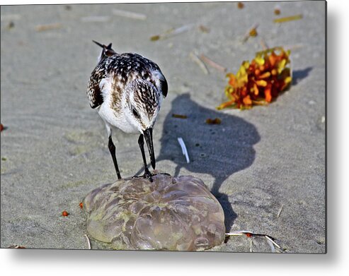 Beach Metal Print featuring the photograph Where Is The Peanut Butter by Diana Hatcher