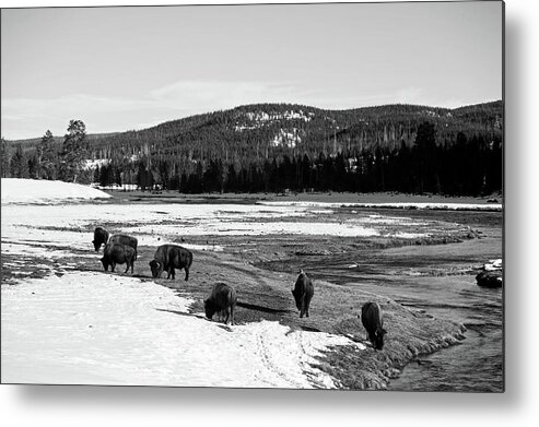 Yellowstone National Park Metal Print featuring the photograph Where The Buffalo Roam by Mountain Dreams