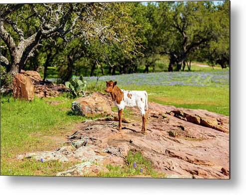 African Breed Metal Print featuring the photograph Where's My Mother? by Raul Rodriguez
