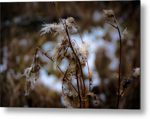 Fall Landscape Photograph Metal Print featuring the photograph Whisp of Winter by Desmond Raymond