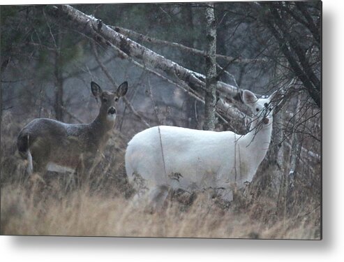 Whitetail Deer Metal Print featuring the photograph White and Brown Deer Pano 2 by Brook Burling