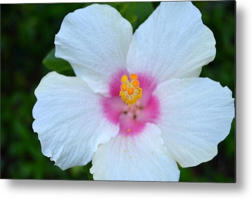 Flower Metal Print featuring the photograph White and Pink Hibiscus by Amy Fose